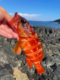 アカハタの釣果