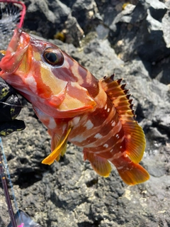 アカハタの釣果