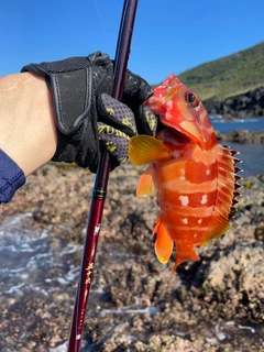 アカハタの釣果