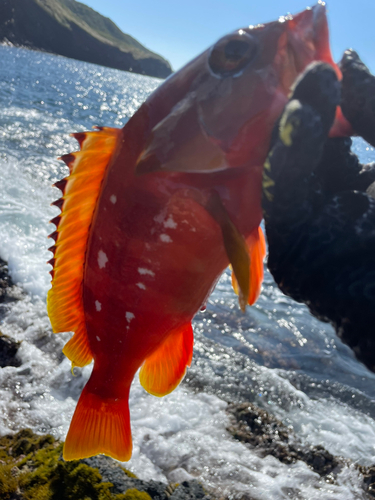 アカハタの釣果