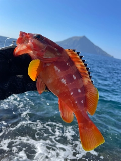 アカハタの釣果