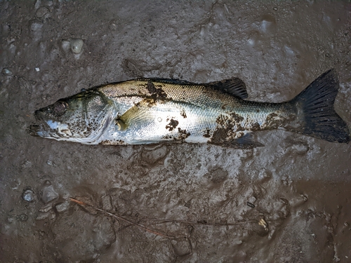 ヒラスズキの釣果