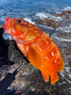 アカハタの釣果