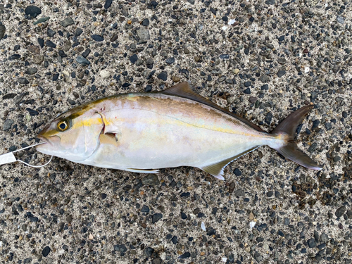 ショゴの釣果