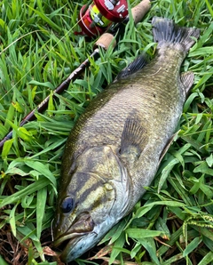 スモールマウスバスの釣果