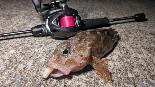 カサゴの釣果