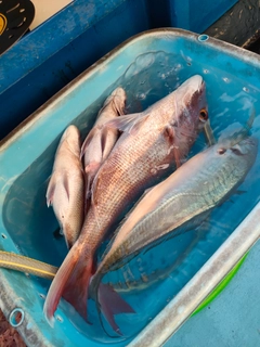 マダイの釣果