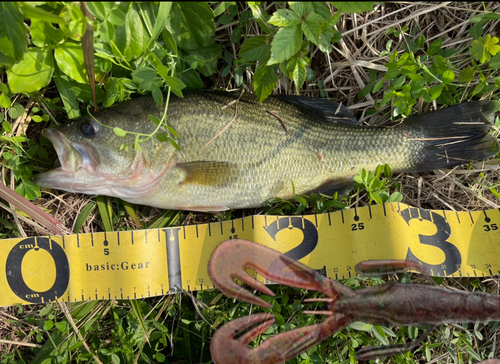 ブラックバスの釣果