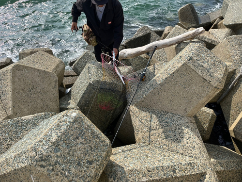 サゴシの釣果