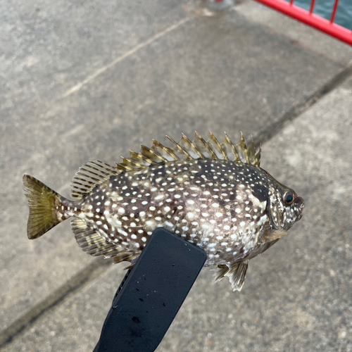 アイゴの釣果