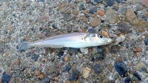 キスの釣果