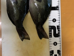 クチブトグレの釣果