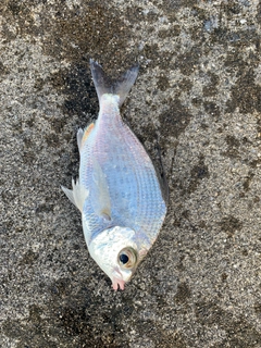 釣果