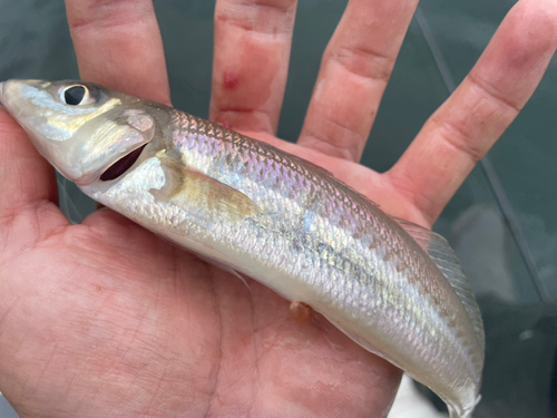 シロギスの釣果