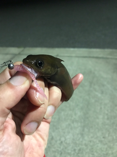 ドンコの釣果