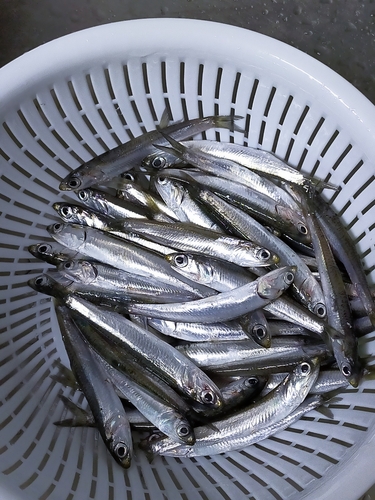 カタクチイワシの釣果