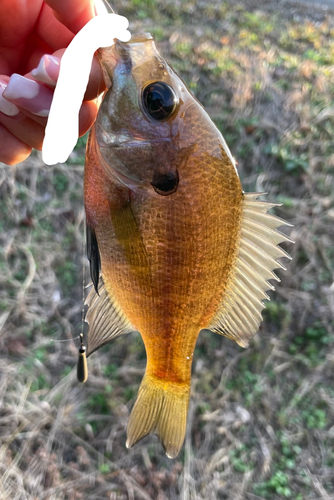 ブルーギルの釣果