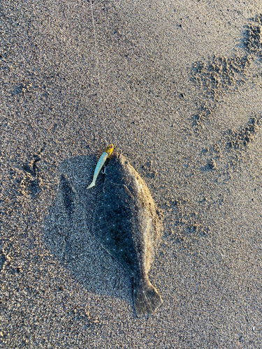 ソゲの釣果