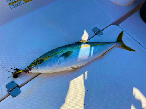 ワラサの釣果