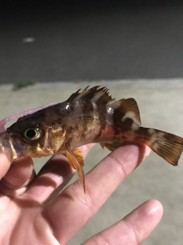 メバルの釣果