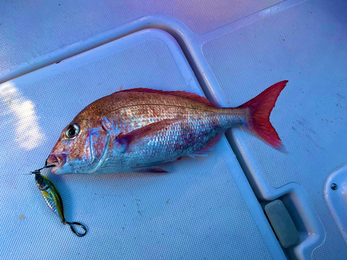 マダイの釣果