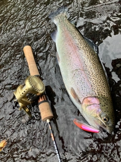 ニジマスの釣果