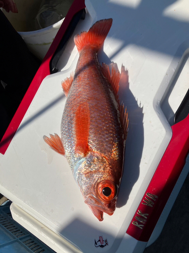 アカムツの釣果