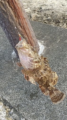 カサゴの釣果