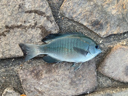 メジナの釣果