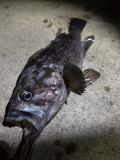 クロソイの釣果