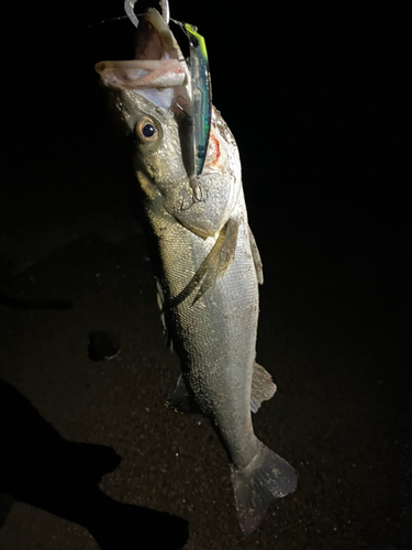 スズキの釣果