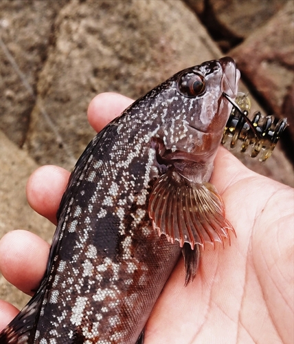 アイナメの釣果