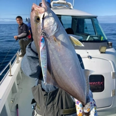 カンパチの釣果