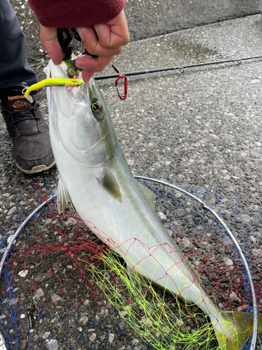 メジロの釣果