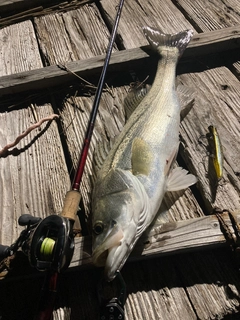 シーバスの釣果