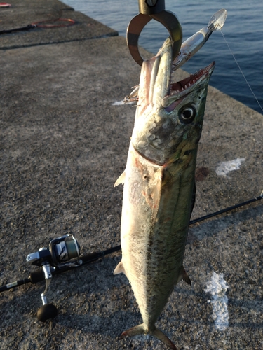 サゴシの釣果