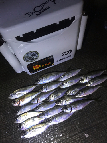 アジの釣果