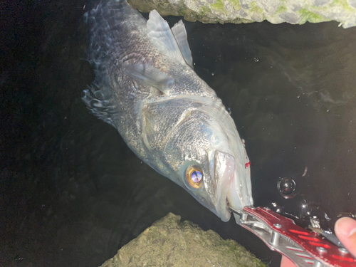 シーバスの釣果