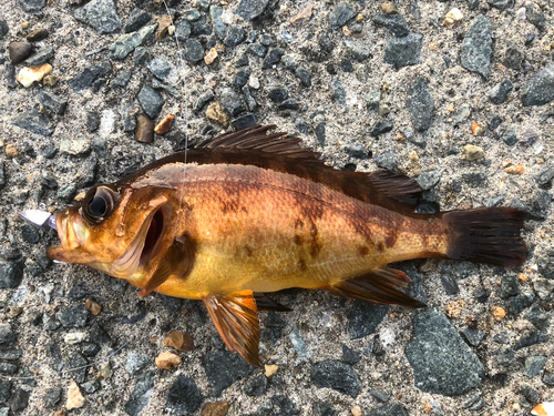 メバルの釣果