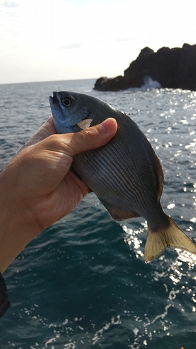 イスズミの釣果