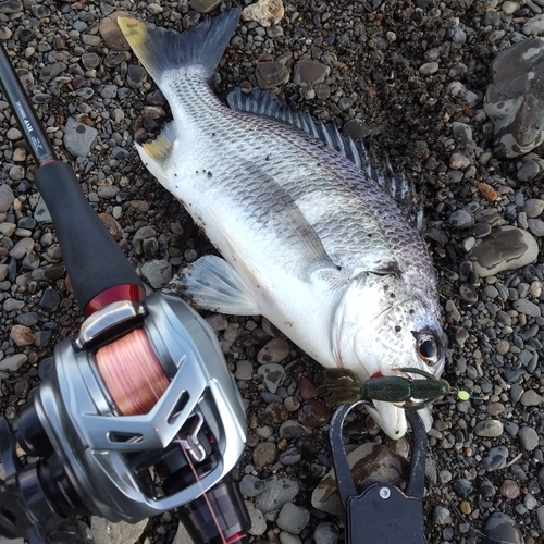 キチヌの釣果