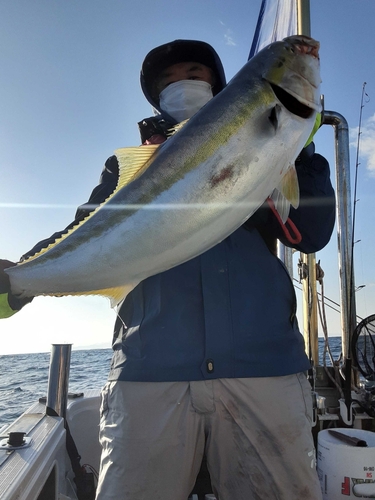 ブリの釣果