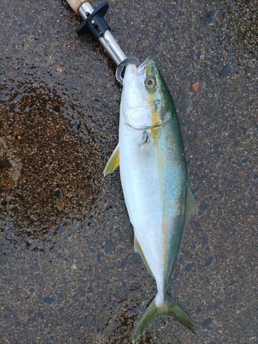 ワカシの釣果