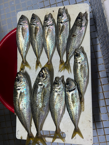 アジの釣果