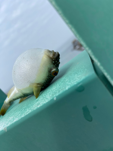 クロメジナの釣果