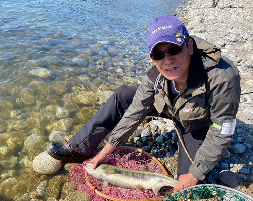 シロザケの釣果