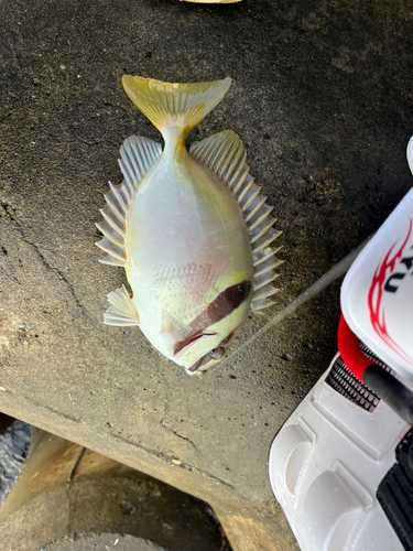 ヒメアイゴの釣果