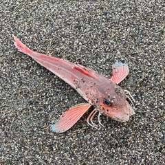 ホウボウの釣果