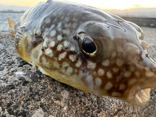 クサフグの釣果