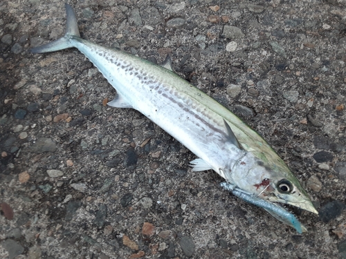 サゴシの釣果